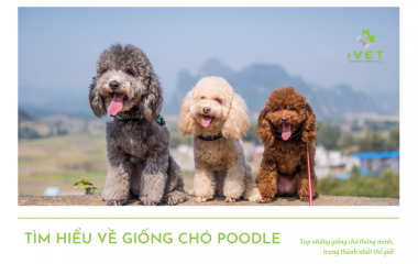 Tìm hiểu về chó Poodle - Giống chó thông minh thứ hai trên thế giới